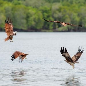 langkawi mangrove tour