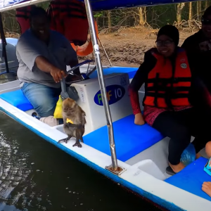 langkawi mangrove tour